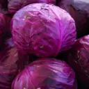 Cabbage Red