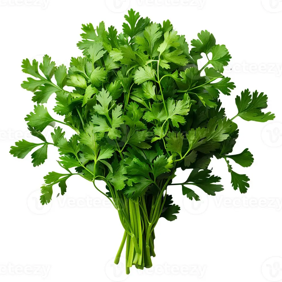 Coriander