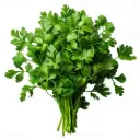 Coriander